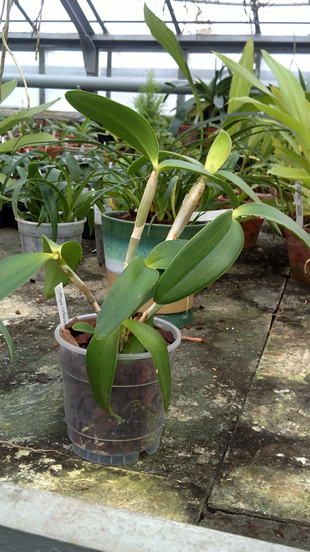 Cattleya intermedia orlata Rio.jpg