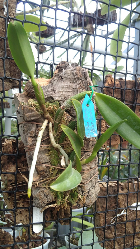 Laeliocattleya Mini Purple Blue Pacific.jpg