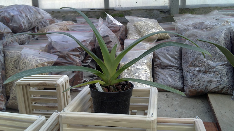 Paphiopedilum rothschildianum x aductum 1.jpg