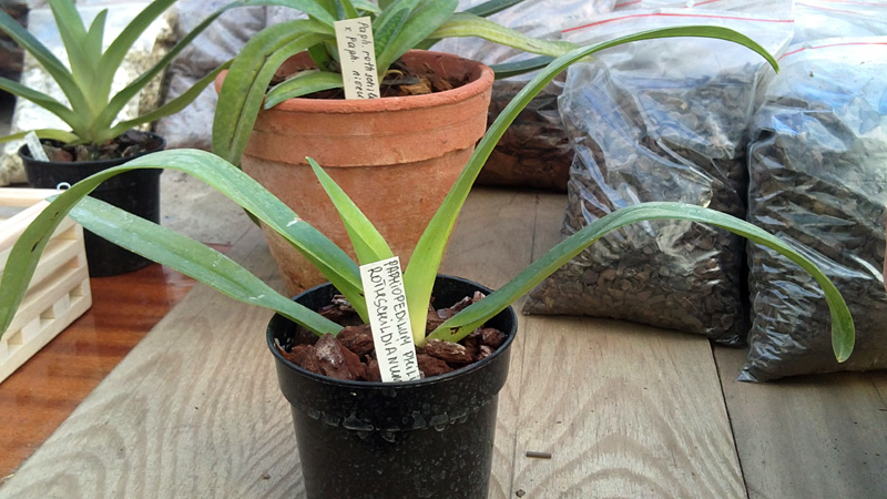 Paphiopedilum philippinense X rothschildianum.jpg