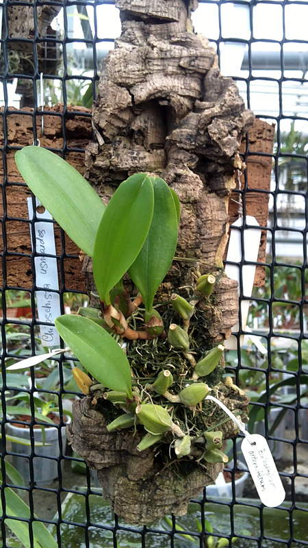 Bulbophyllum antenniferum.jpg