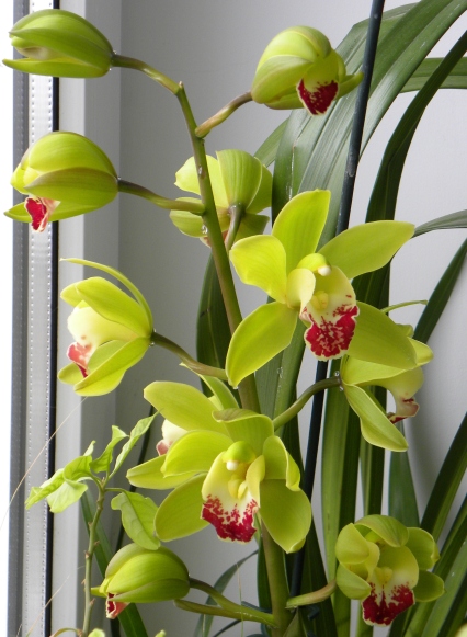 DSCN6275.jpg