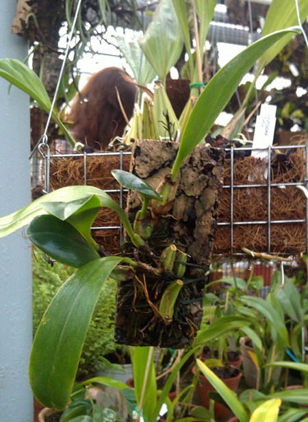 Bulbophyllum grandiflorum.jpg