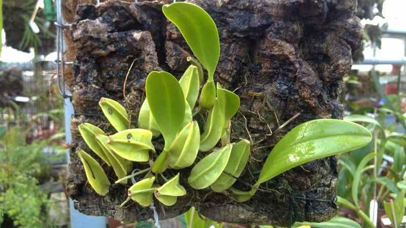 Bulbophyllum biflorum.jpg