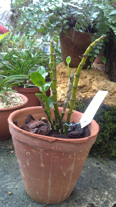 Dendrobium Pocket Lover Green Valley.jpg