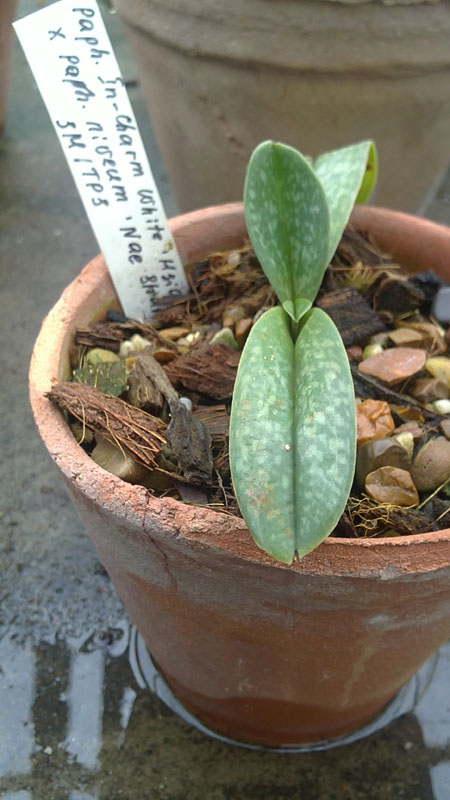 Paphiopedilum In-Charm White Hsiao× Paphiopedilum niveum Nae Shan.jpg