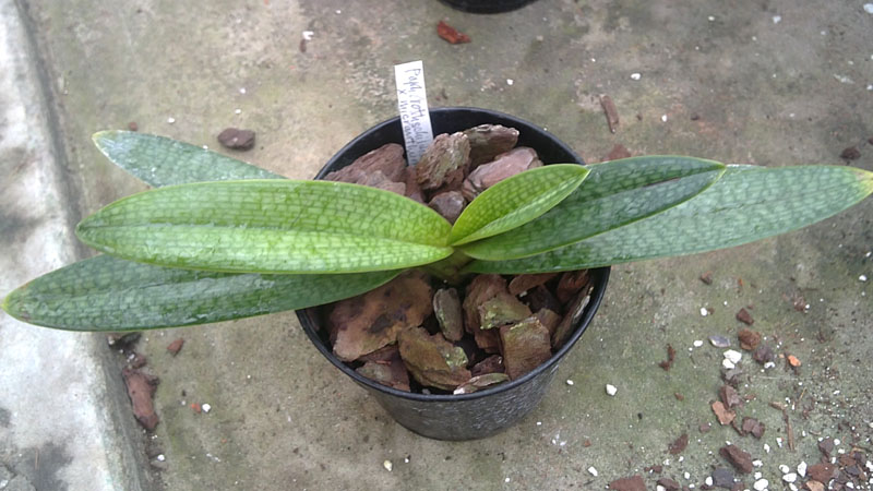 Paphiopedilum rothschildianum x micranthum.jpg