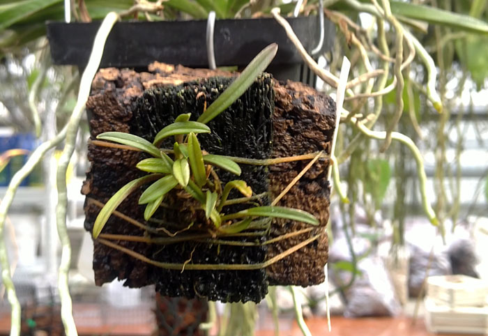 Trisetella dressleri.jpg