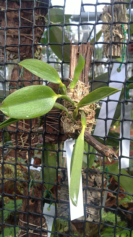 Laelia praestans Santa Teresa x Laelia praestans Black Ruby Takako.jpg