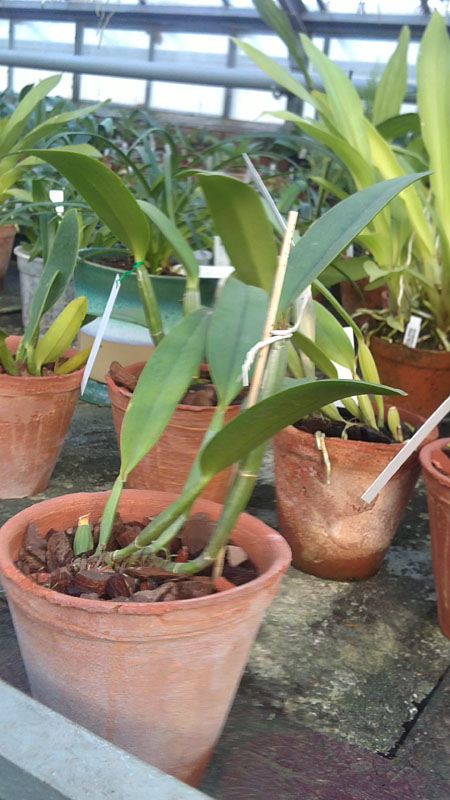 Cattleya lueddemanniana tipo Royal Flash x Cattleya lueddemanniana tipo Drago.jpg