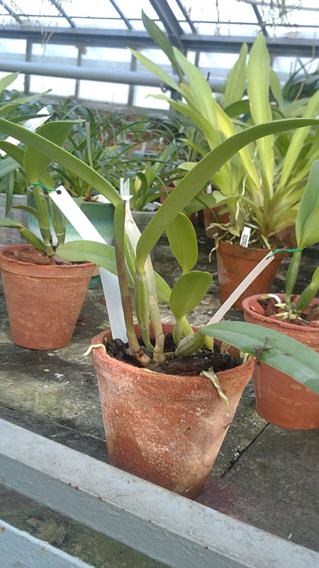 Cattleya lueddemanniana tipo Royal Flash x Cattleya lueddemanniana tipo Drago1.jpg