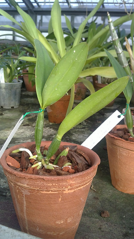 Cattleya lueddemanniana caerulea x Cattleya lueddemanniana caerulea.jpg
