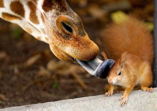 62_animals_25708.jpg