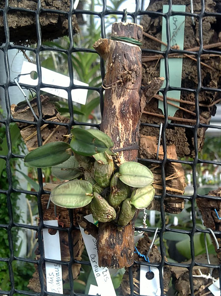 Sophronitis cernua mineira.jpg