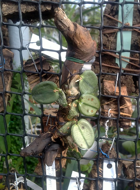 Sophronitis cernua.jpg