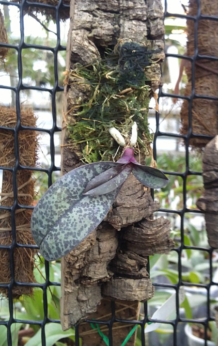 Phalaenopsis schilleriana immaculata.jpg