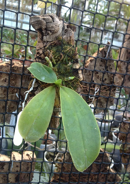 Phalaenopsis pulchra.jpg