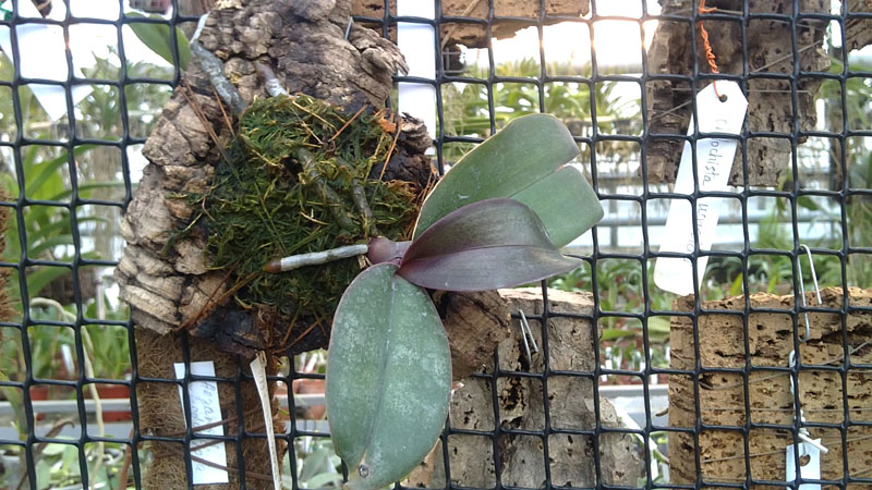 Doritaenopsis Black Butterfly.jpg