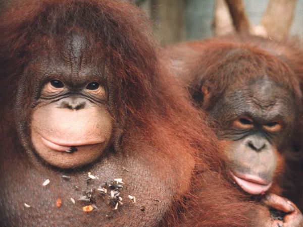 Resize of animals_034.jpg