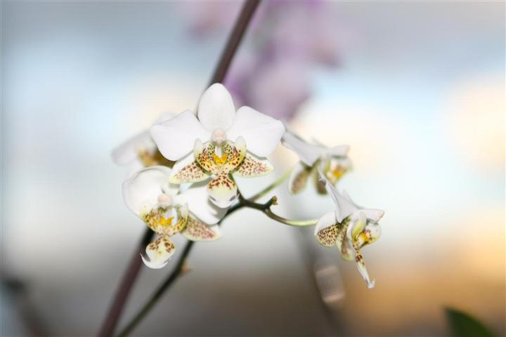 Стюартиана