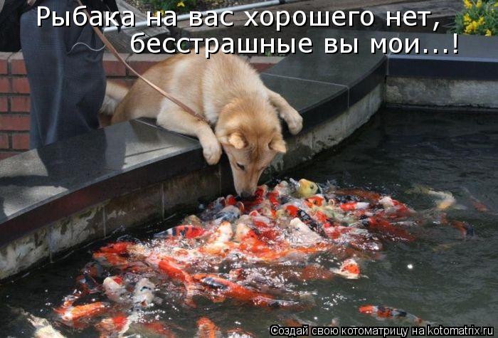 котоматрица.jpg