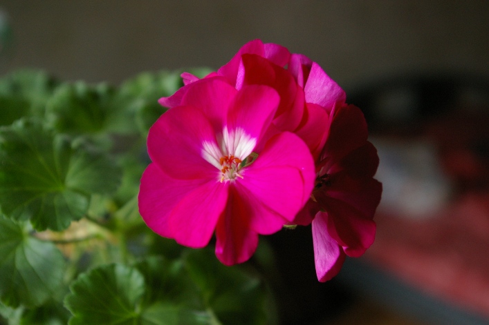 IMGP0376.JPG