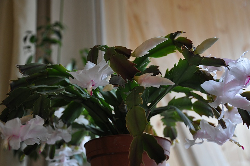 sized_DSC_0957.JPG