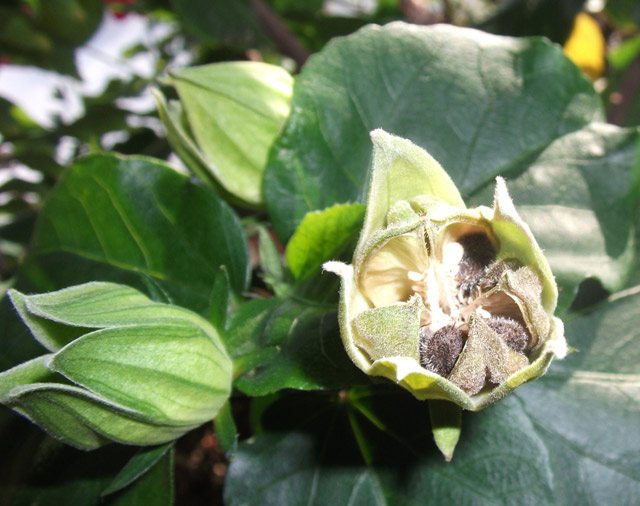 seeds_1.jpg