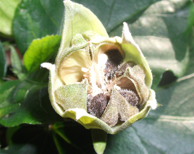 seeds.jpg