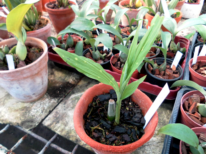 Phaius philippinensis.jpg