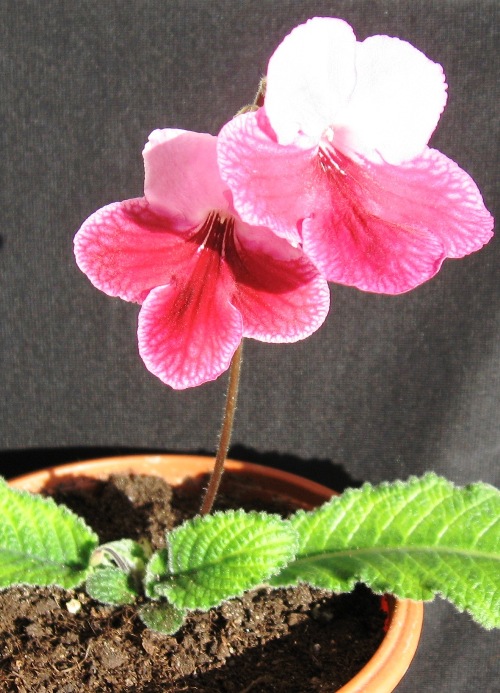 Bristols Rhubart