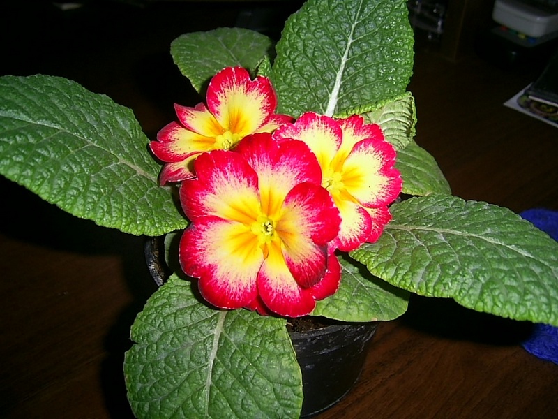 PIC_y0059.JPG