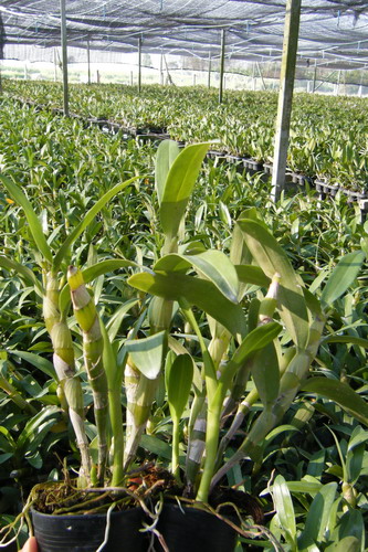 NobilePlant2.jpg