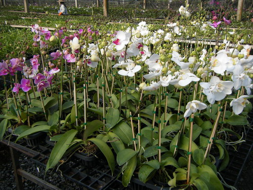 Phal-1.jpg
