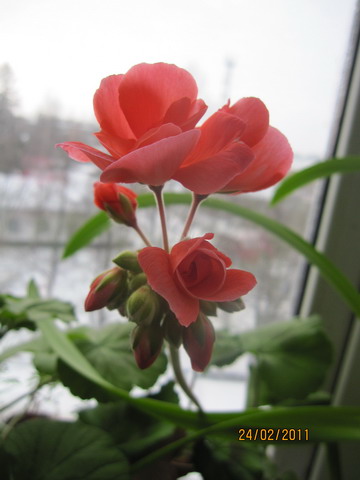 img 059_r.jpg