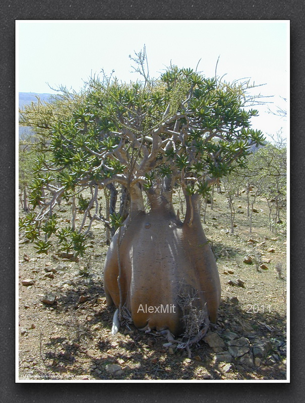 adenium_l13s.jpg