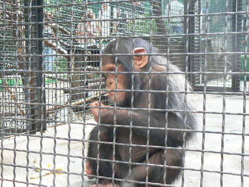 2006 09 23 zoo shimp 01.jpg