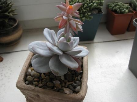 Eheveria Laui