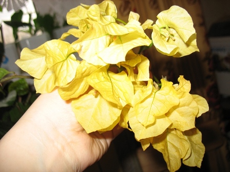 Golden Tango
