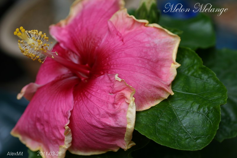 IMG_1473s.JPG