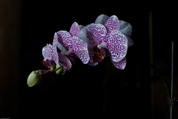 DSC_9923.jpg