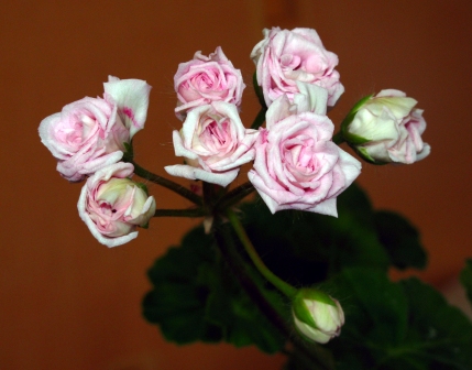 Rococo