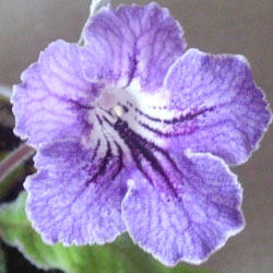 IMGP0661.jpg