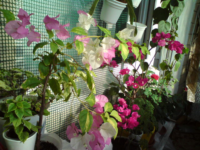 DSC02698.JPG