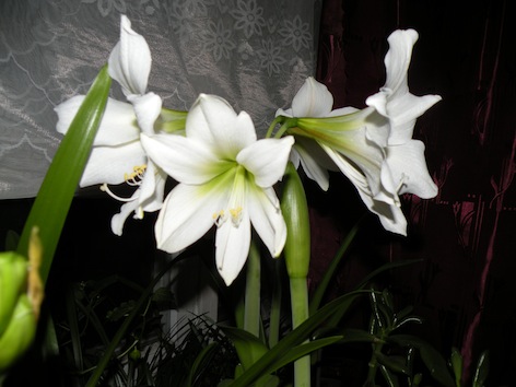 Крисмас гифт2011_2.jpg