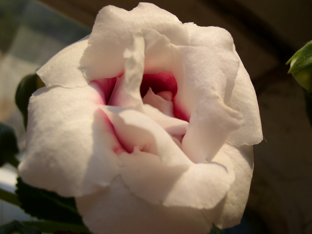 P1010028.JPG