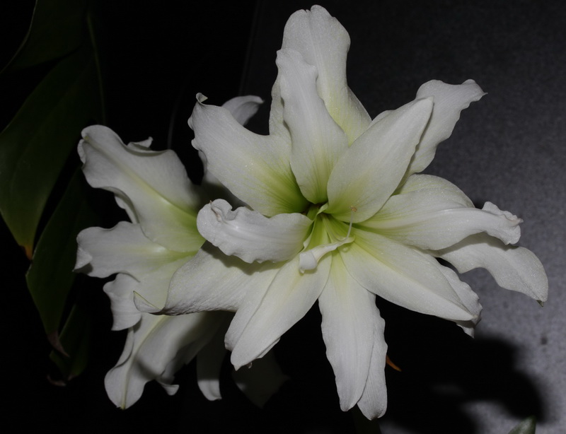 White Nymph1.JPG