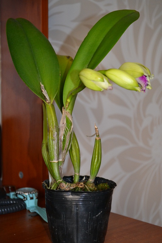 DSC_0164.JPG