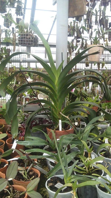 angraecum.jpg