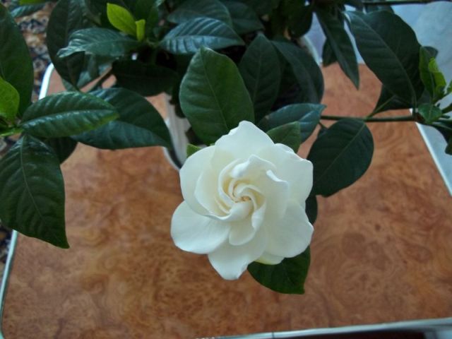 100_0057.JPG